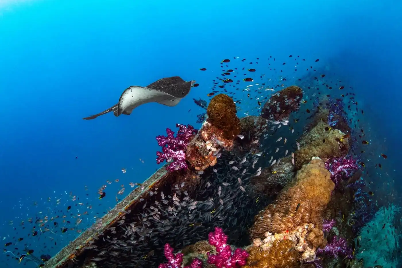 Conservation Efforts That Are More Than Just a Slogan