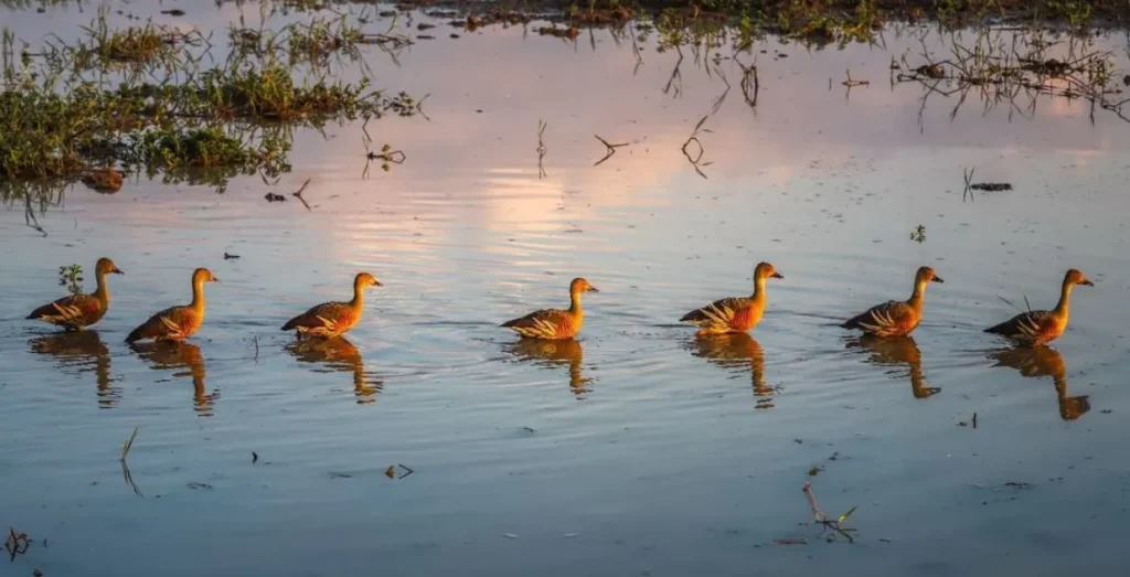 Kakadu bird