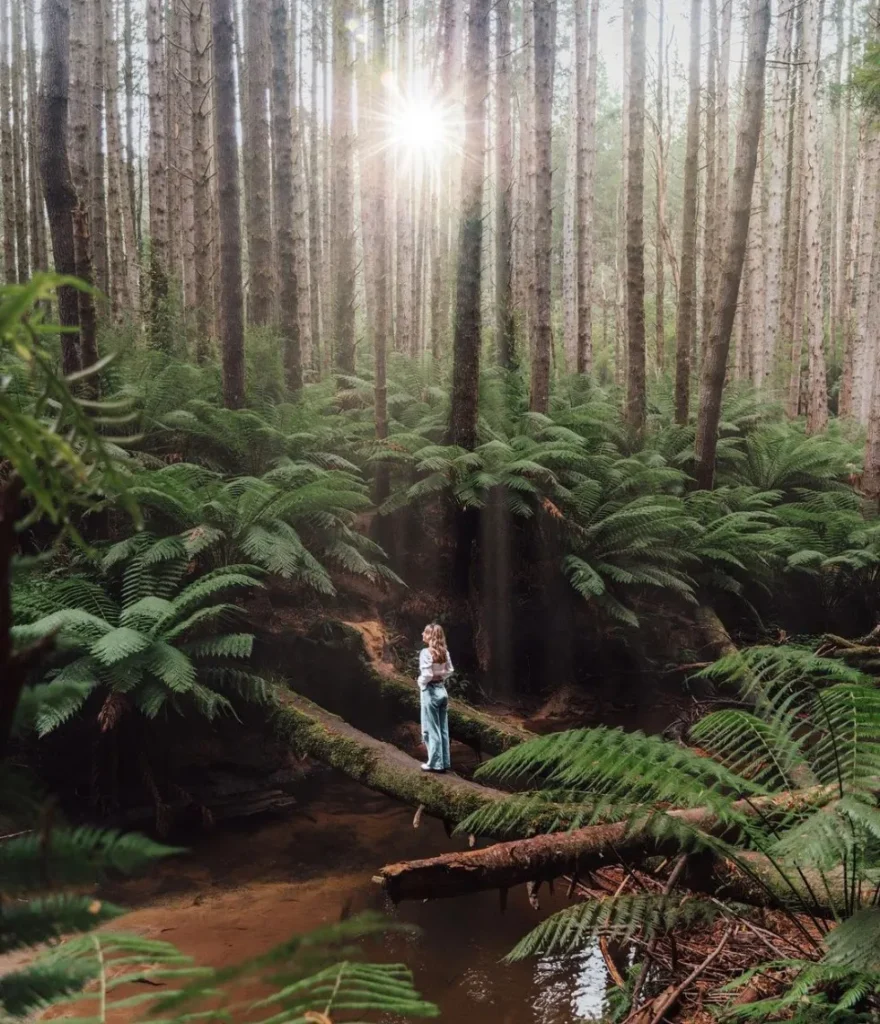 Otway National Park