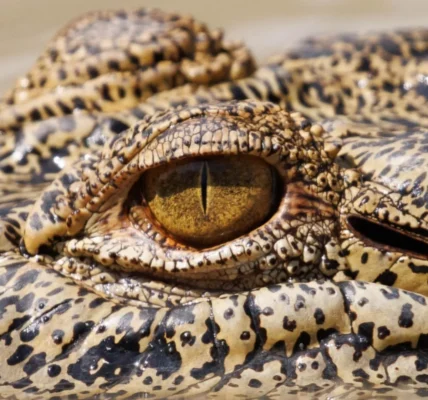Saltwater crocodiles in Litchfield National Park