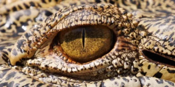 Saltwater crocodiles in Litchfield National Park
