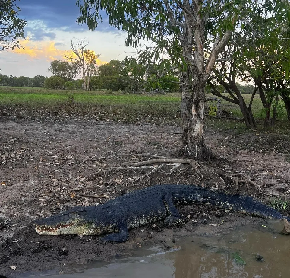 South crocodile