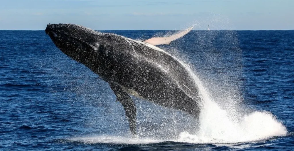 Whale Watching Cruises